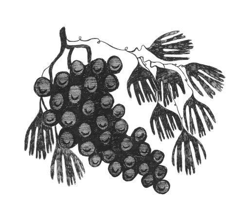 optionC_grapes3.png