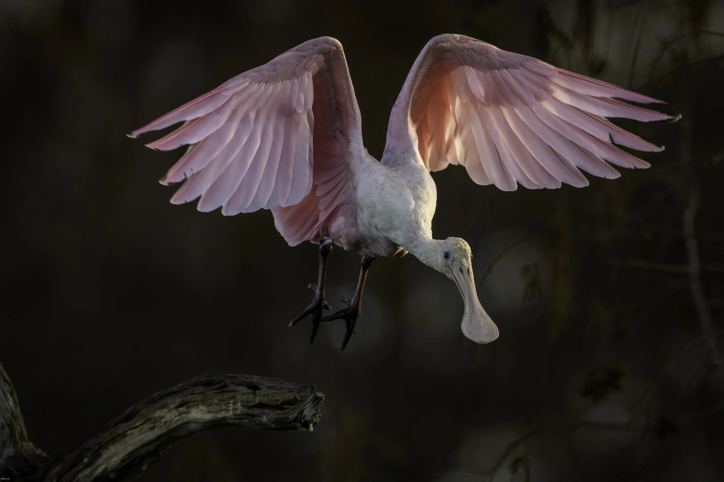 260117_untitled_1352-DxO_DeepPRIME 3.jpg