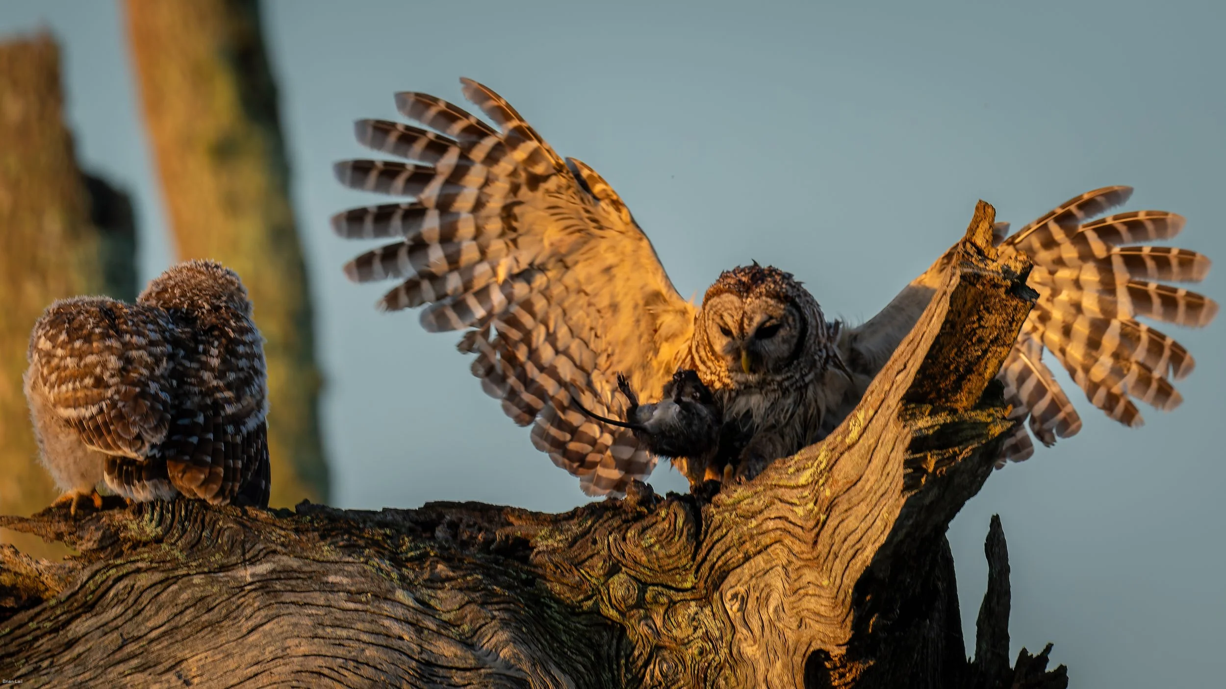 260411_untitled_133-DxO_DeepPRIME XD3.jpg