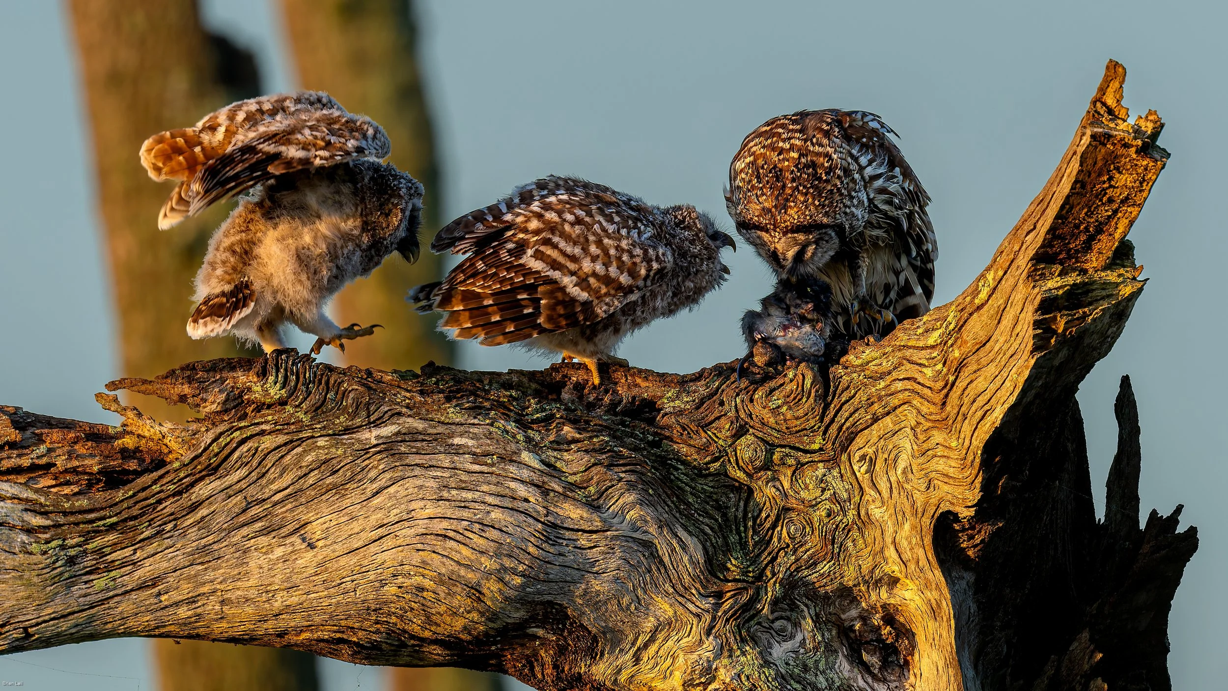 260411_untitled_163-DxO_DeepPRIME XD3.jpg