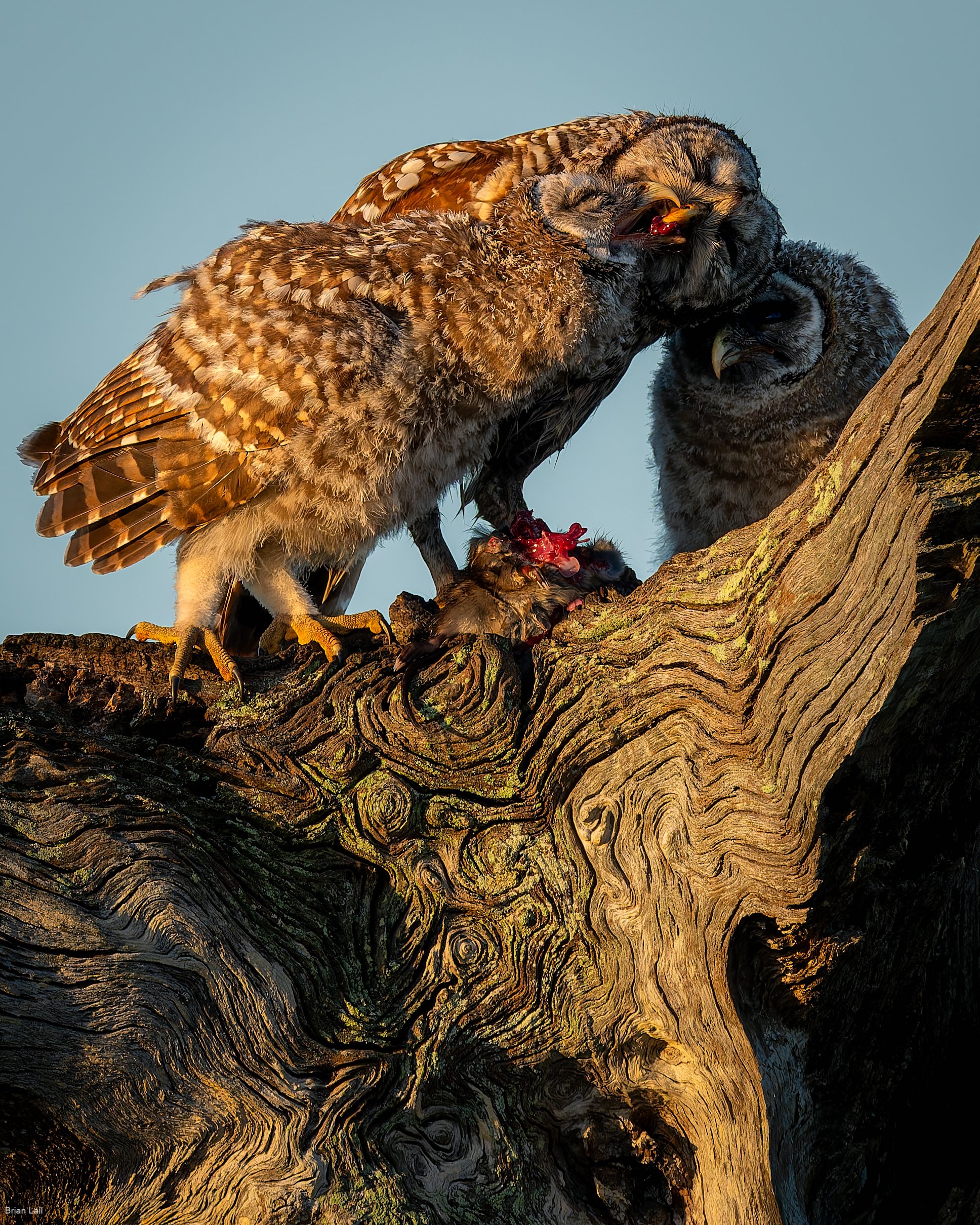 260411_untitled_705-DxO_DeepPRIME XD3.jpg