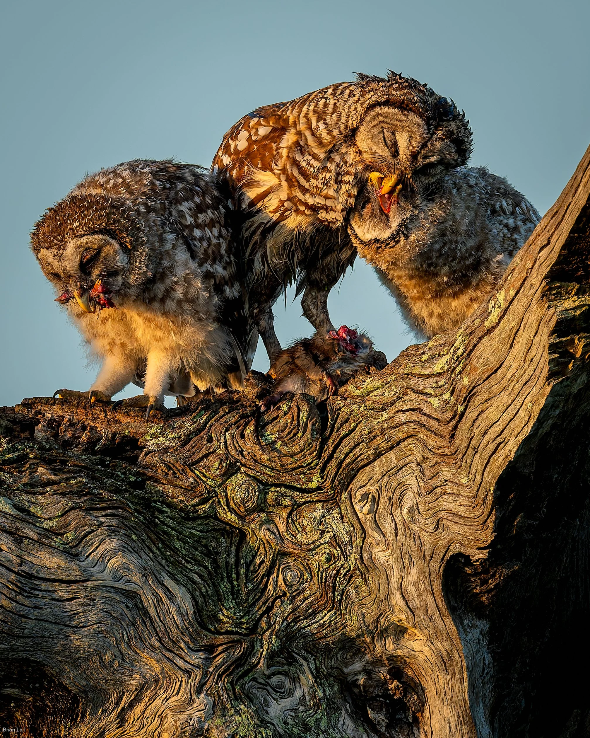 260411_untitled_395-DxO_DeepPRIME XD3.jpg