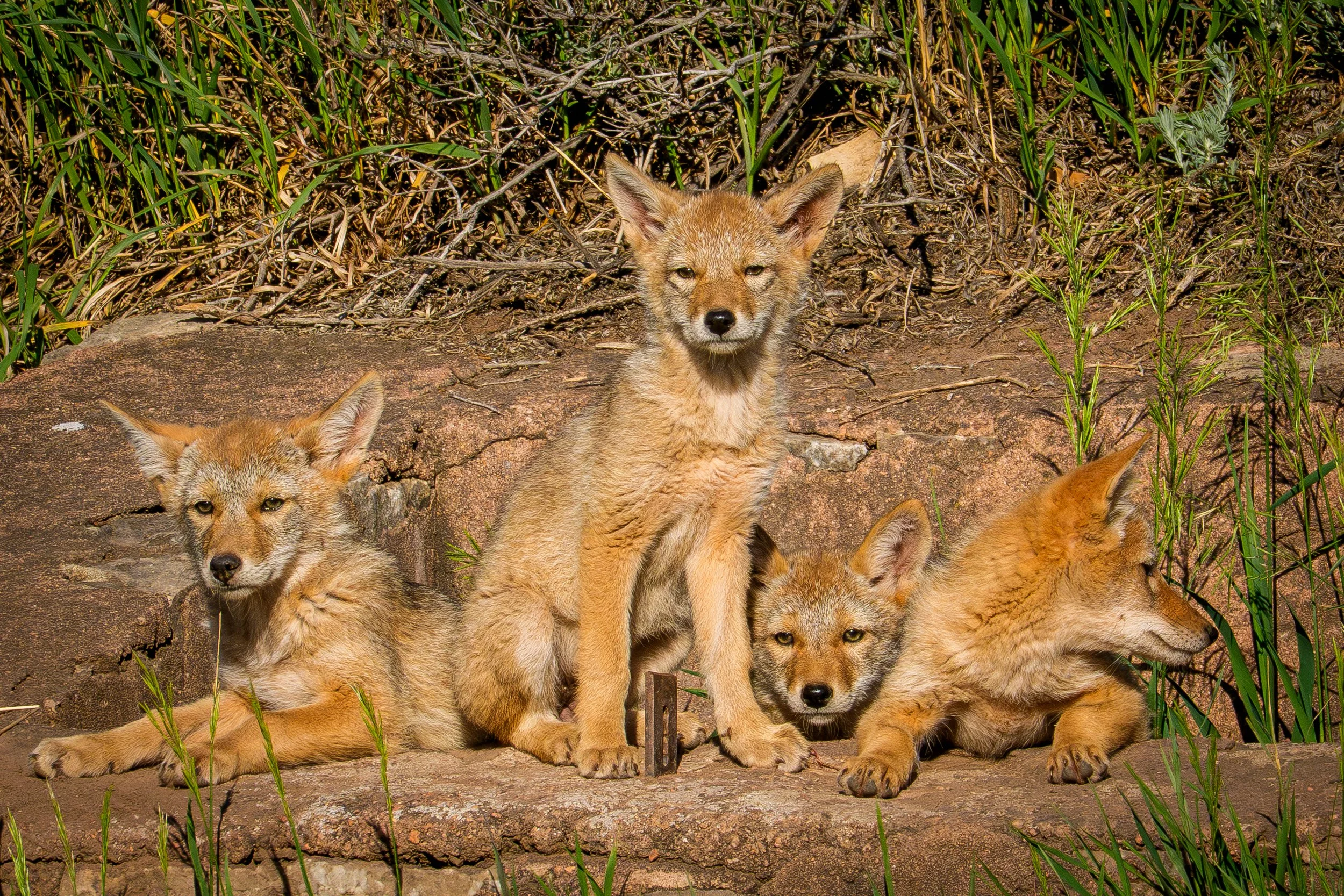 A Coyote Family…