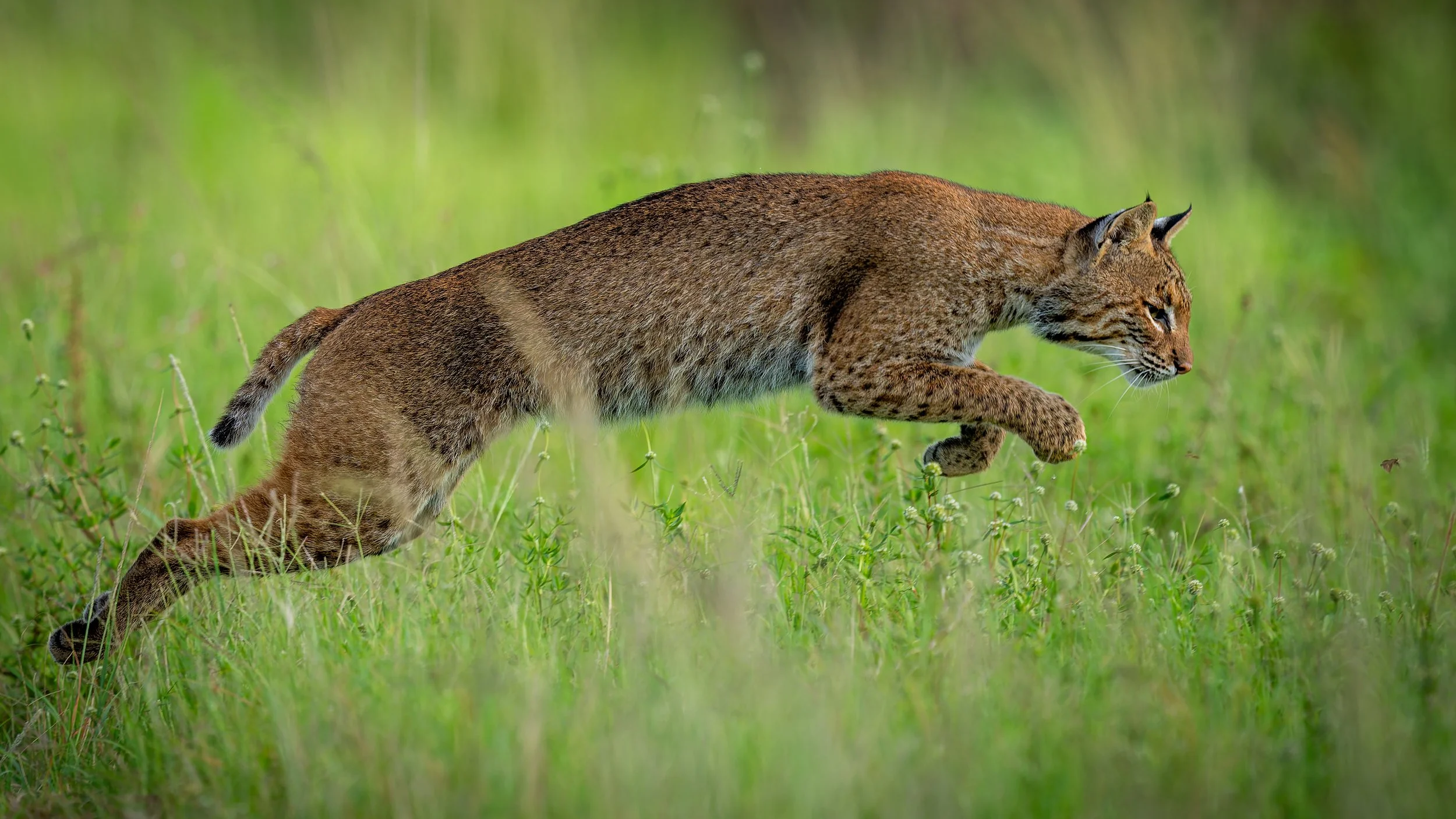 A hunt with the Bobcat