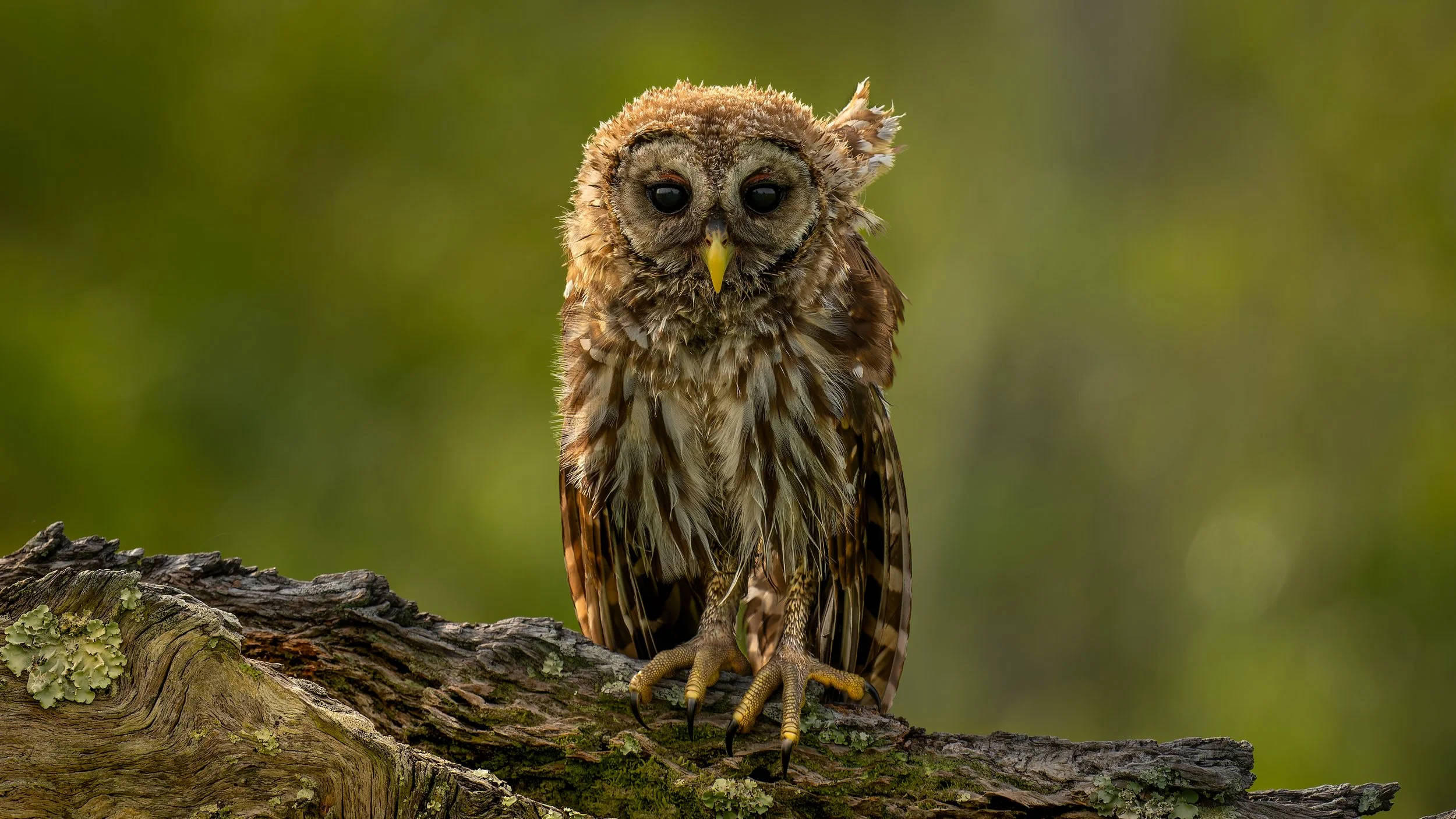 Feeding the hungry Owlets…