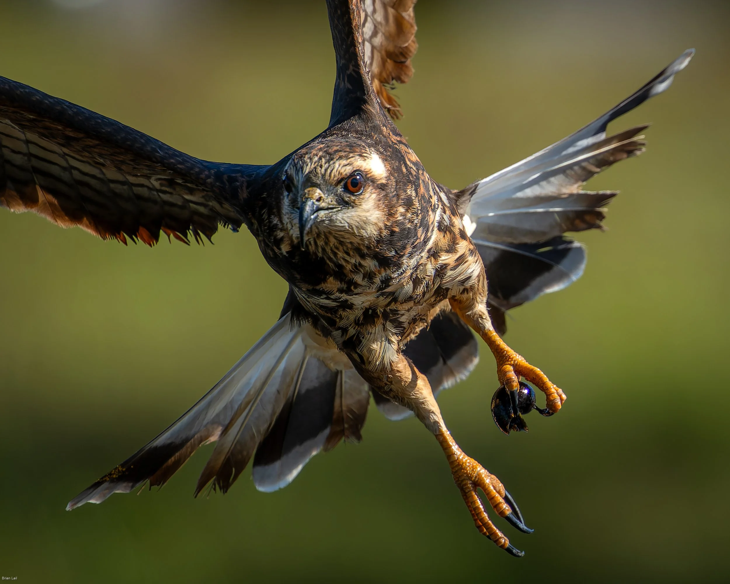 A meal with a Snail Kite