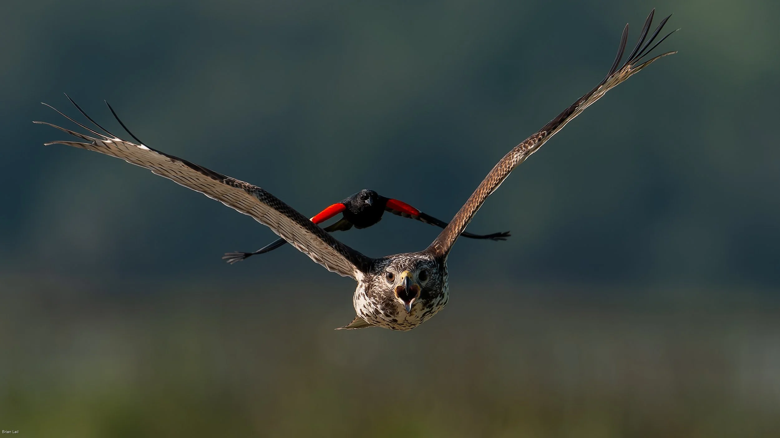 The Red-winged Blackbird and the Hawk