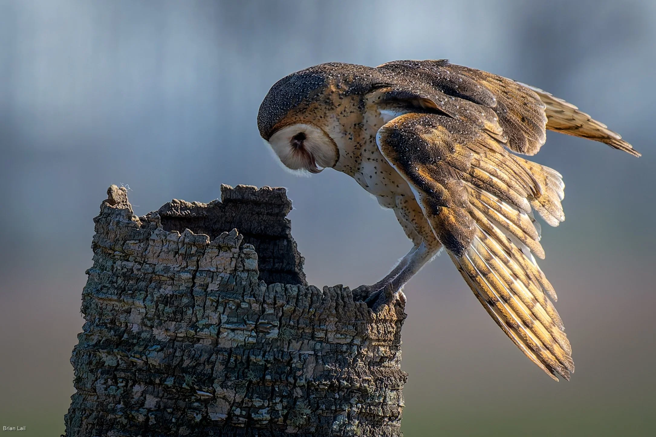 The Barn Owl, the nest, and nature…