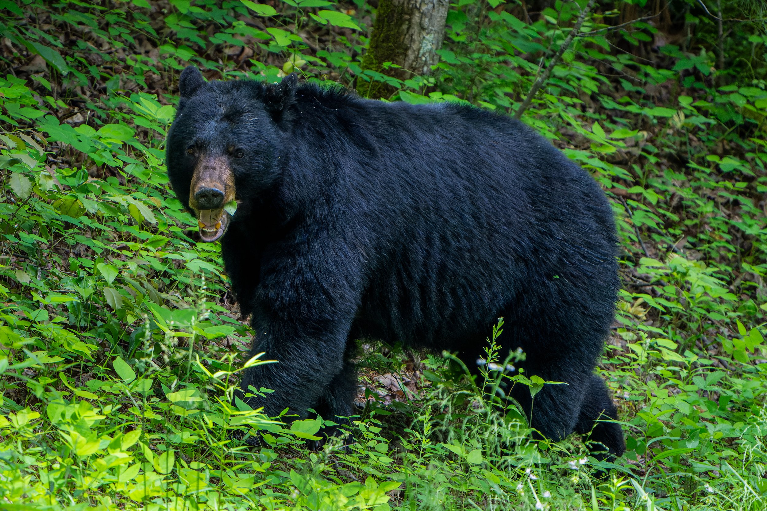 Black Bears in the Woods