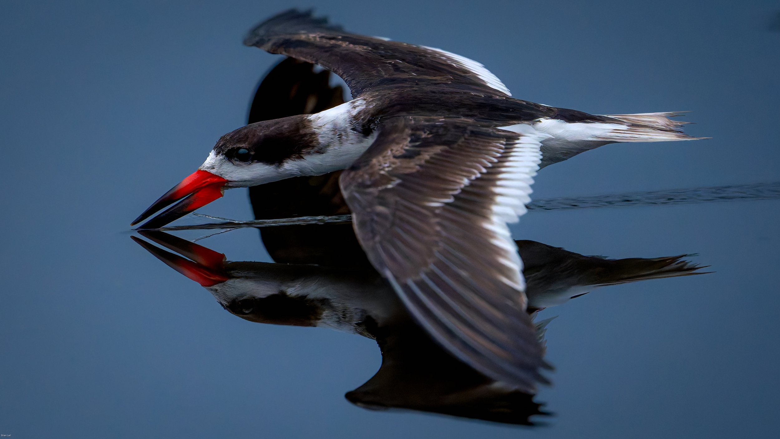 Black Skimmers Skimming