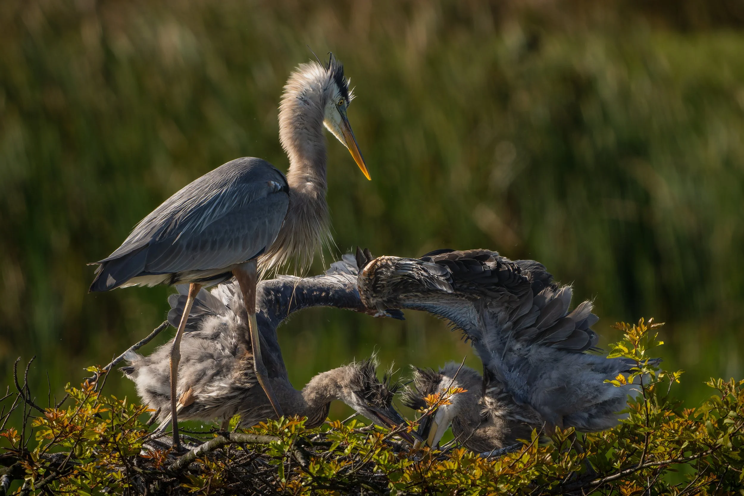 Raising Great Blue Herons