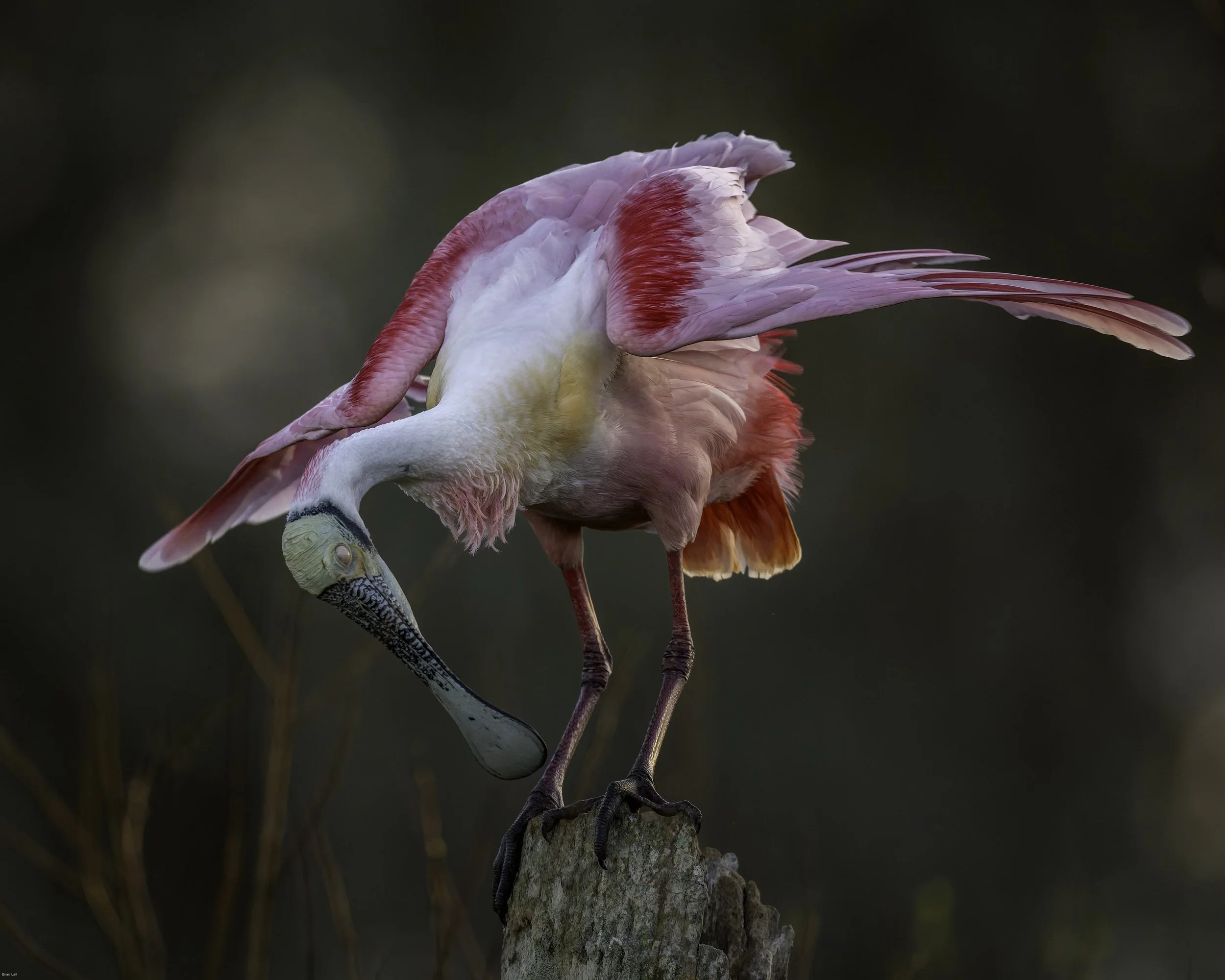 260117_untitled_767-DxO_DeepPRIME 3.jpg