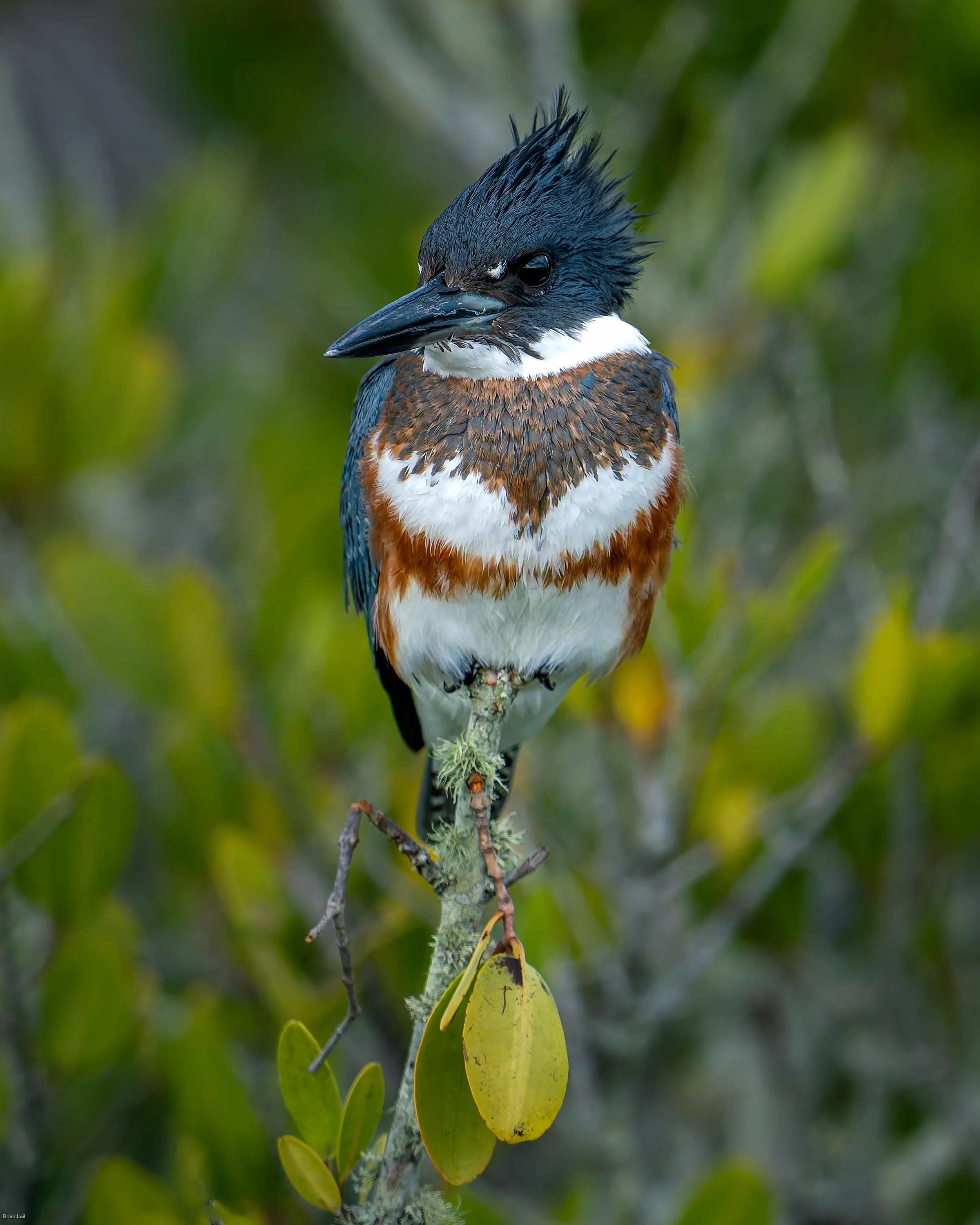 Kingfishers