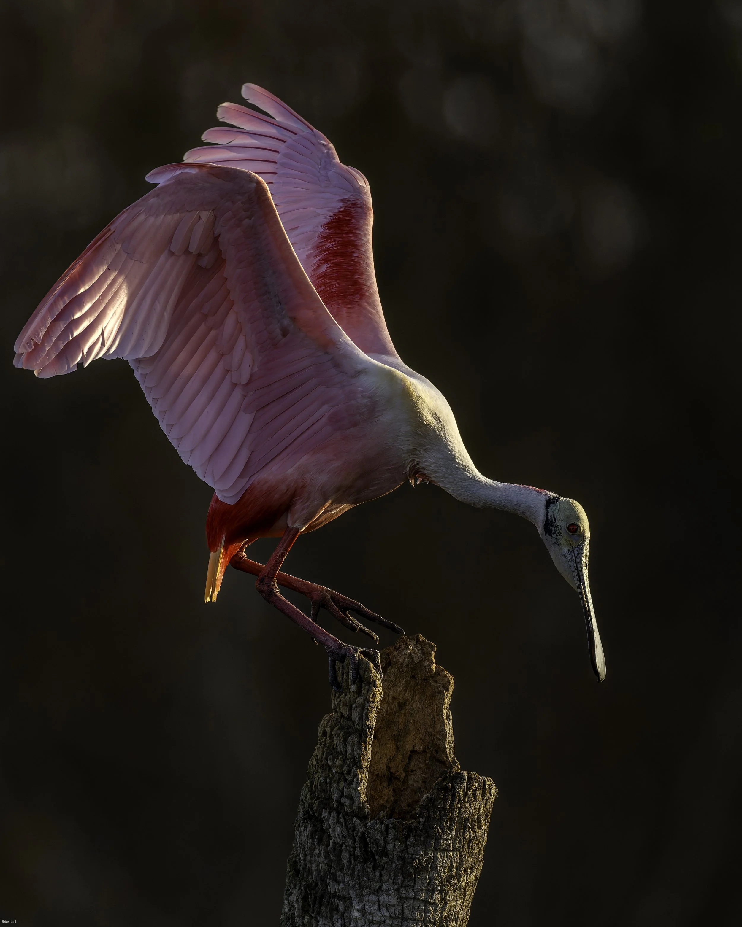 260117_untitled_1292-DxO_DeepPRIME 3.jpg