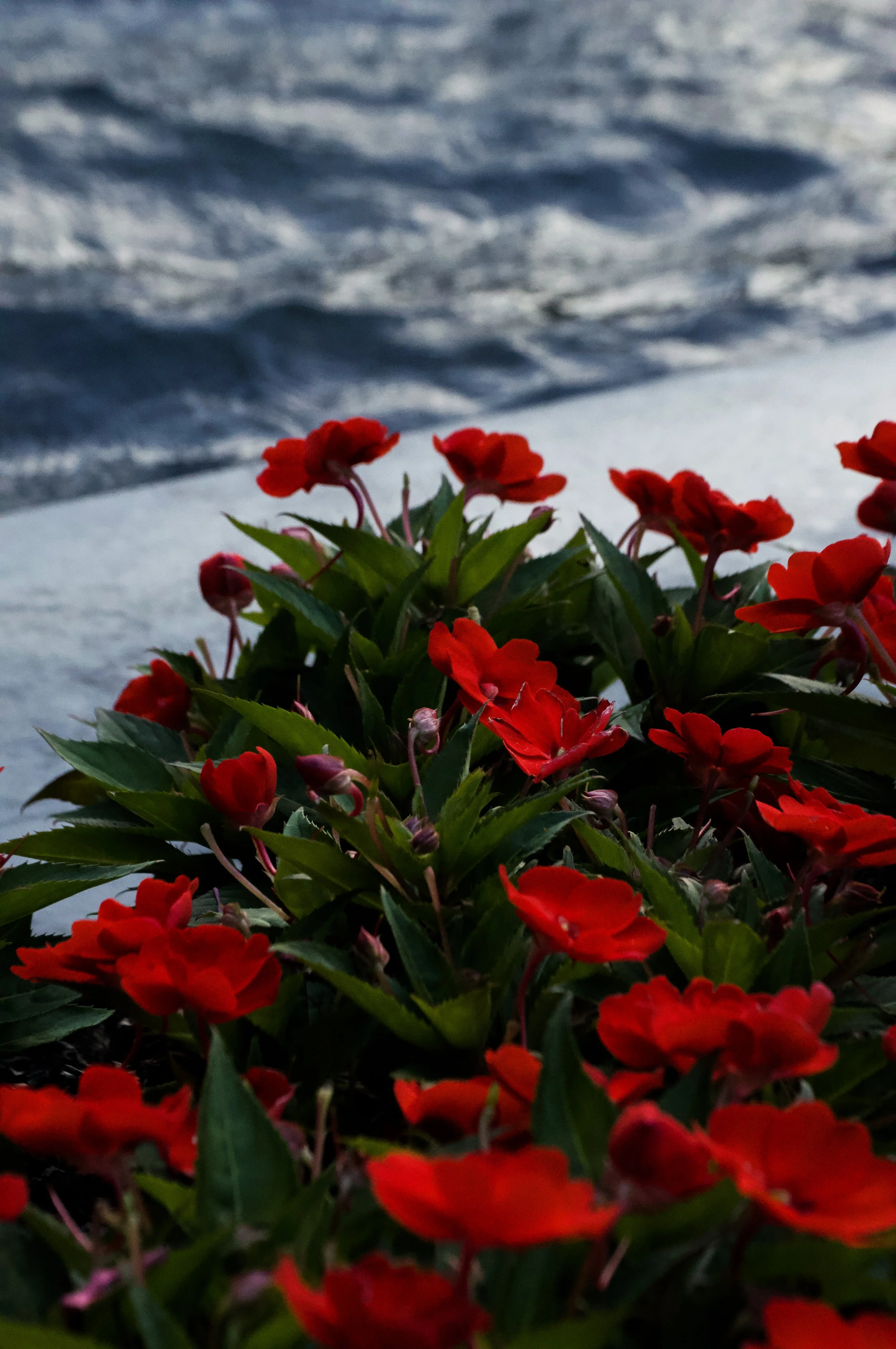 longgardens-04.jpg