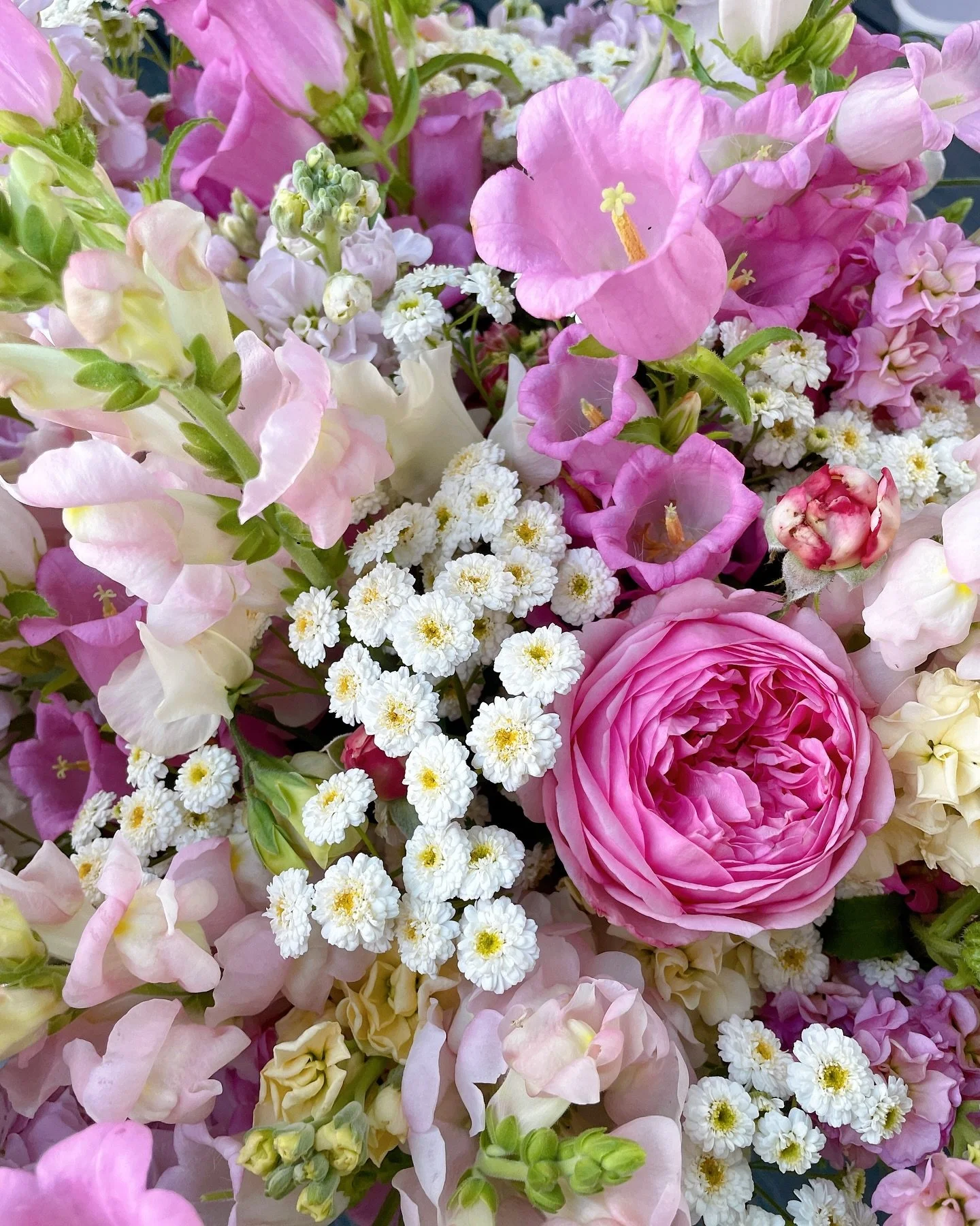 Between the sweltering heat and drought the past month, we&rsquo;ve been in a flower lull. Keeping things watered just to get them by has been the priority. 
Finally seeing some rain and lower temperatures will hopefully bring on the blooms soon. 200