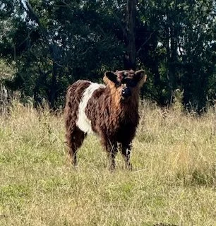 A black and white calf standing on dirt in front of a wire fence and trees.