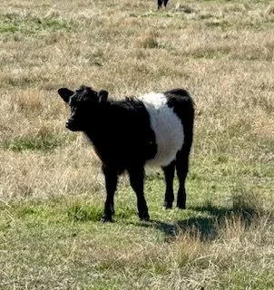 Two young black and white calves standing outdoors near trees and a metal fence.