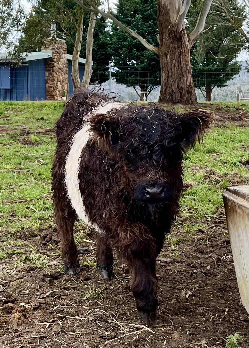 A muddy-haired dog walking outdoors on grass with trees, a blue shed, and a stone chimney in the background.