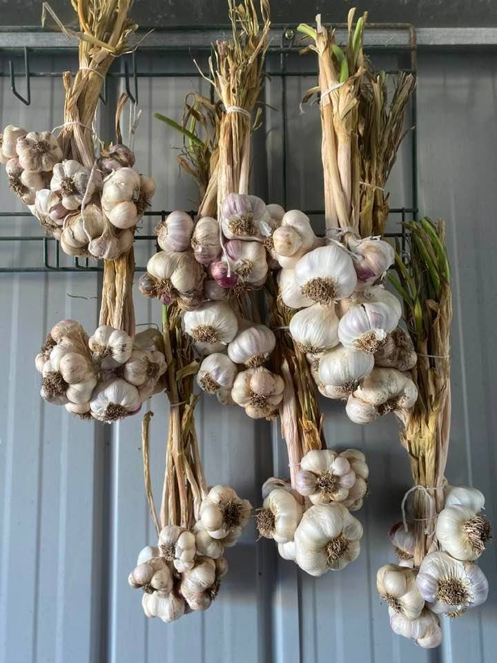 garlic.jpg