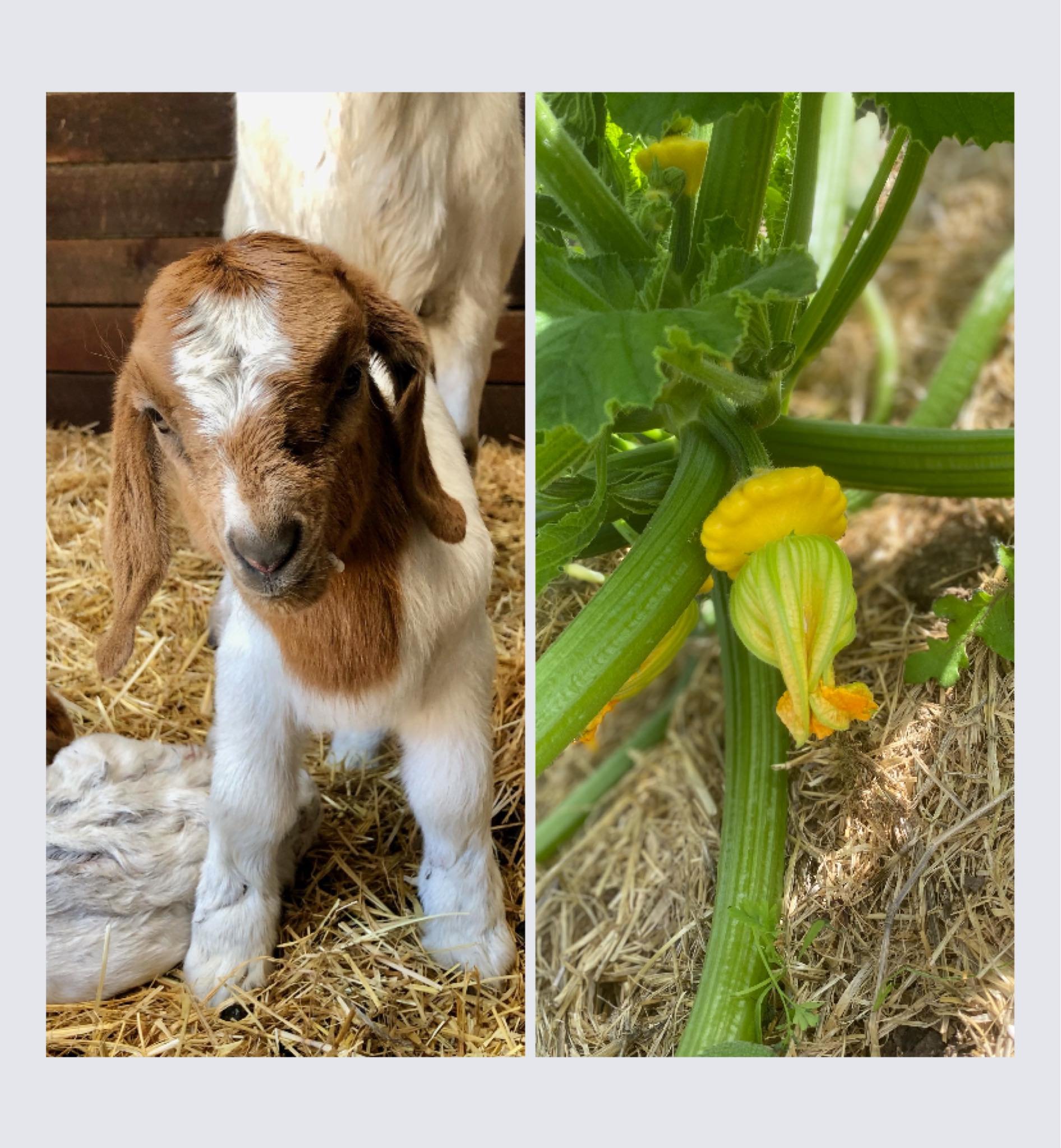 Goat vegetable.jpg