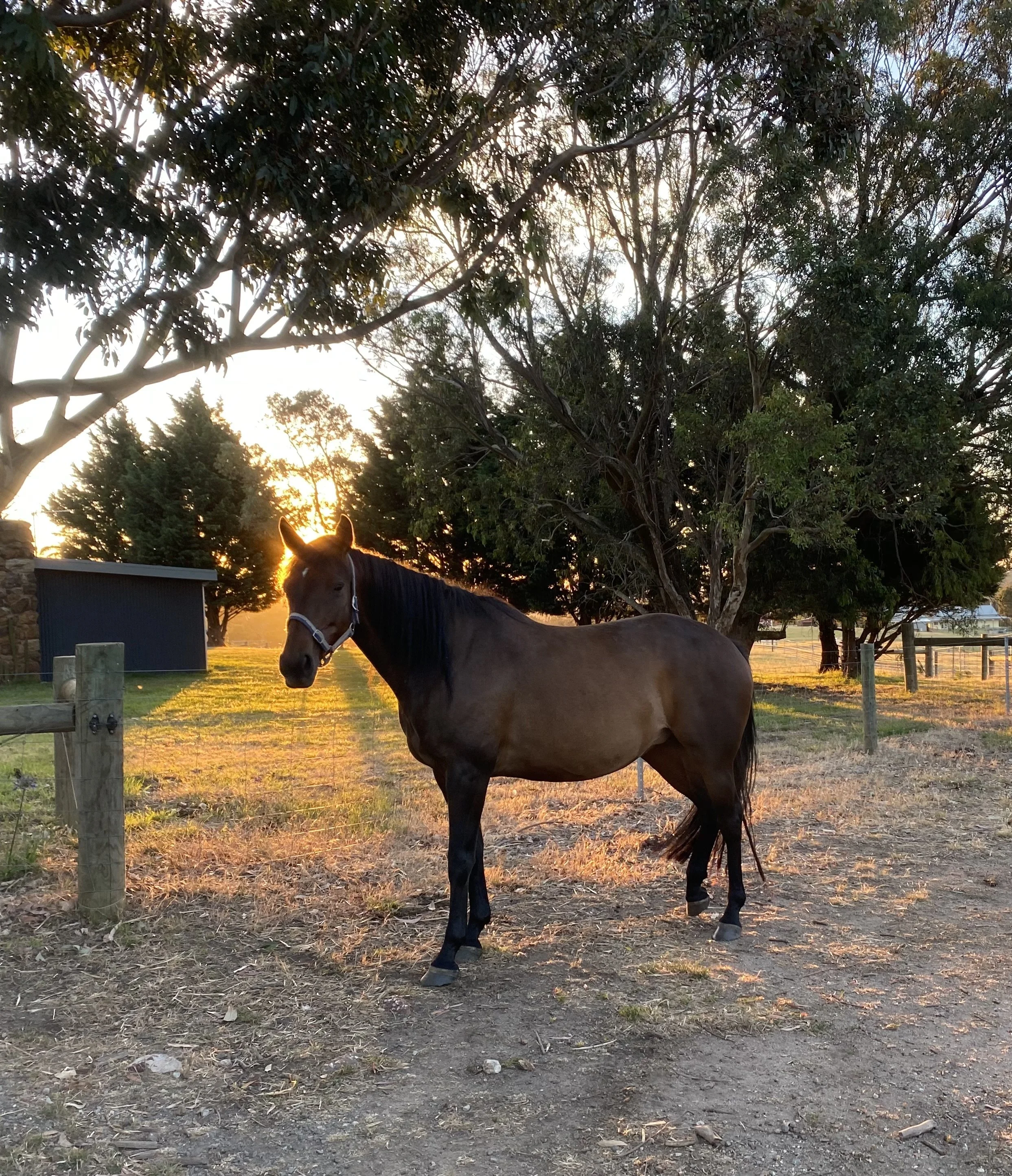 A brown horse with a dark mane standing on a farm during sunset, with trees and fencing in the background.