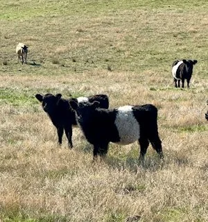 A small black and white calf standing on dirt ground in a pen with a black plastic barrier and wooden fence behind it.