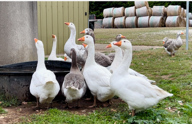 Group of geese near a black container outdoors with bales of hay in the background.