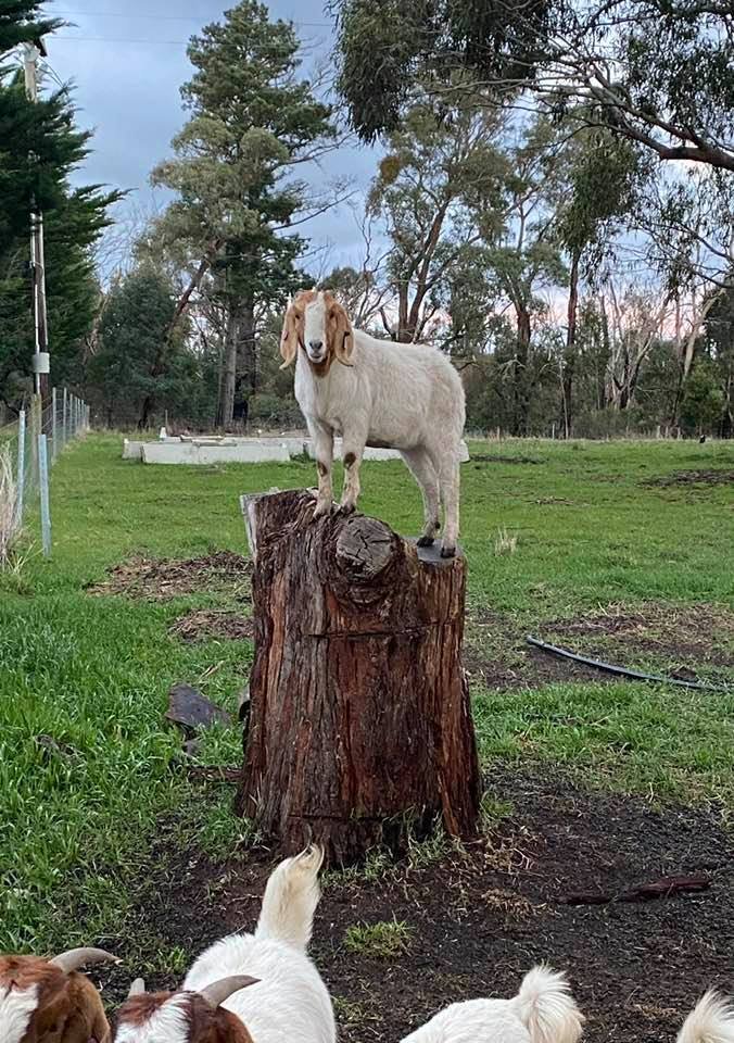 Goat on Stump.jpg