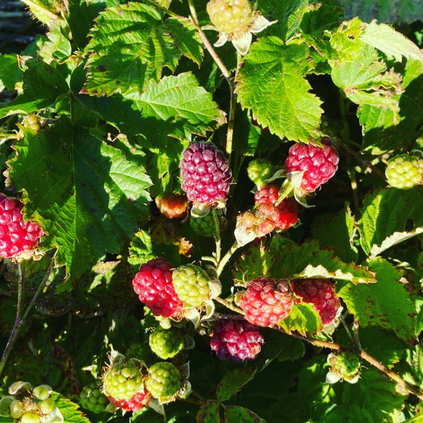 Fresh raspberries on a bush with green leaves, some ripe and some unripe