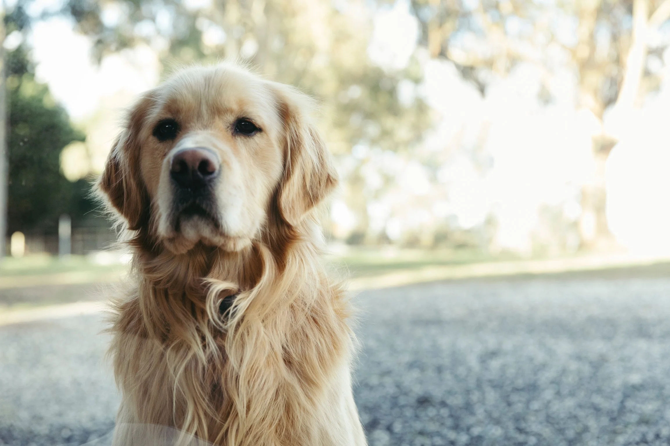Golden retriever dog outdoors in park with blurred trees background.