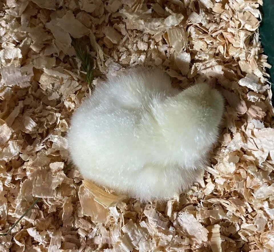 A yellow chick with fluffy feathers sitting on wood shavings inside a nesting box.