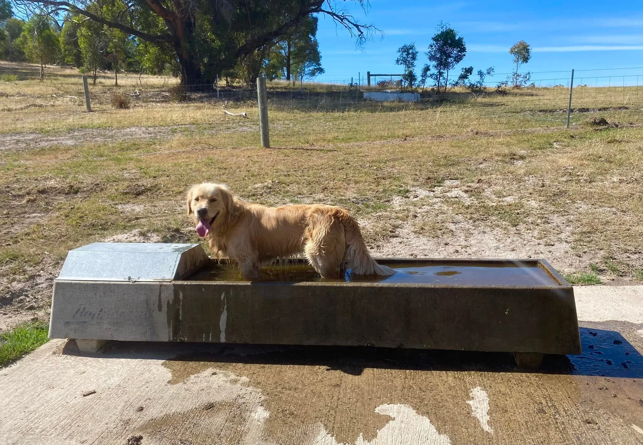 A golden retriever dog standing in a water trough outdoors on a sunny day, with grass and trees in the background.