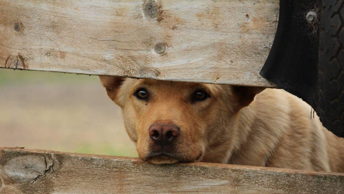 A brown puppy peeking through a gap between wooden planks.