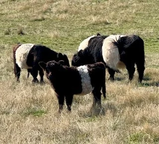 Three black and white baby calves standing on dirt ground in front of a metal fence, with a background of grassy field and trees.