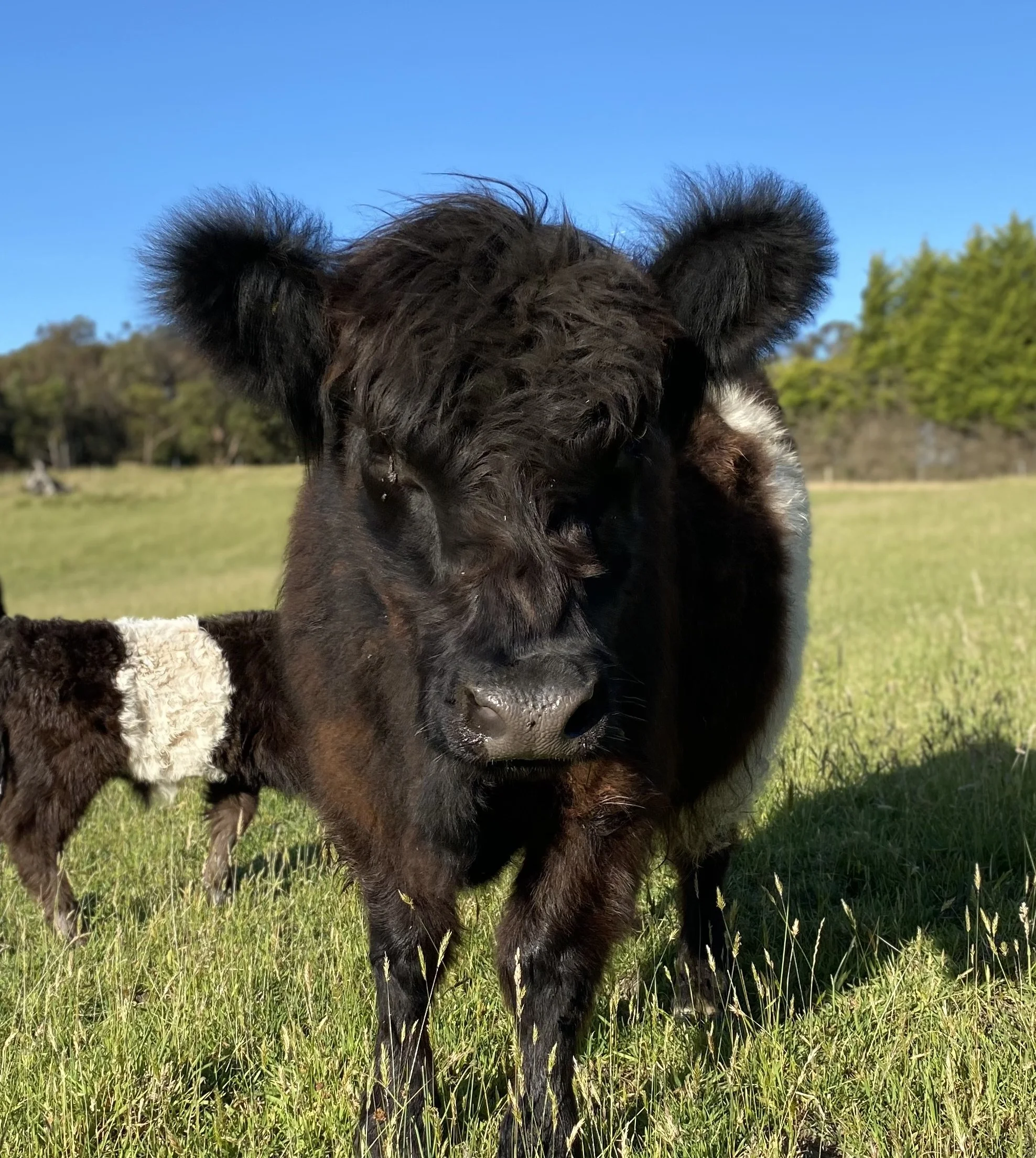 Close-up of a black calf with curly hair standing on green grass field, with blue sky and trees in the background.