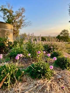 A garden with pink flowers and green foliage under a clear blue sky, with trees and a distant horizon.