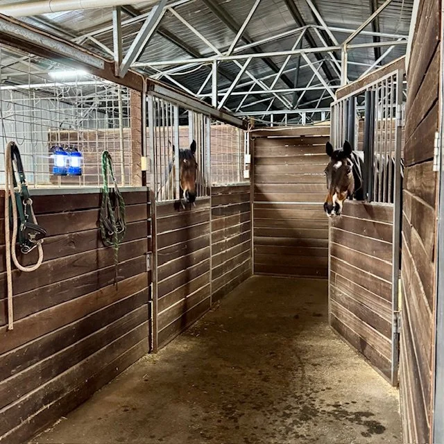 View inside a horse stable with two horses' heads poking over the partition. The stable has wood-paneled walls, a dirt floor, and metal roof trusses. Horse tack hangs on the wall on the left.
