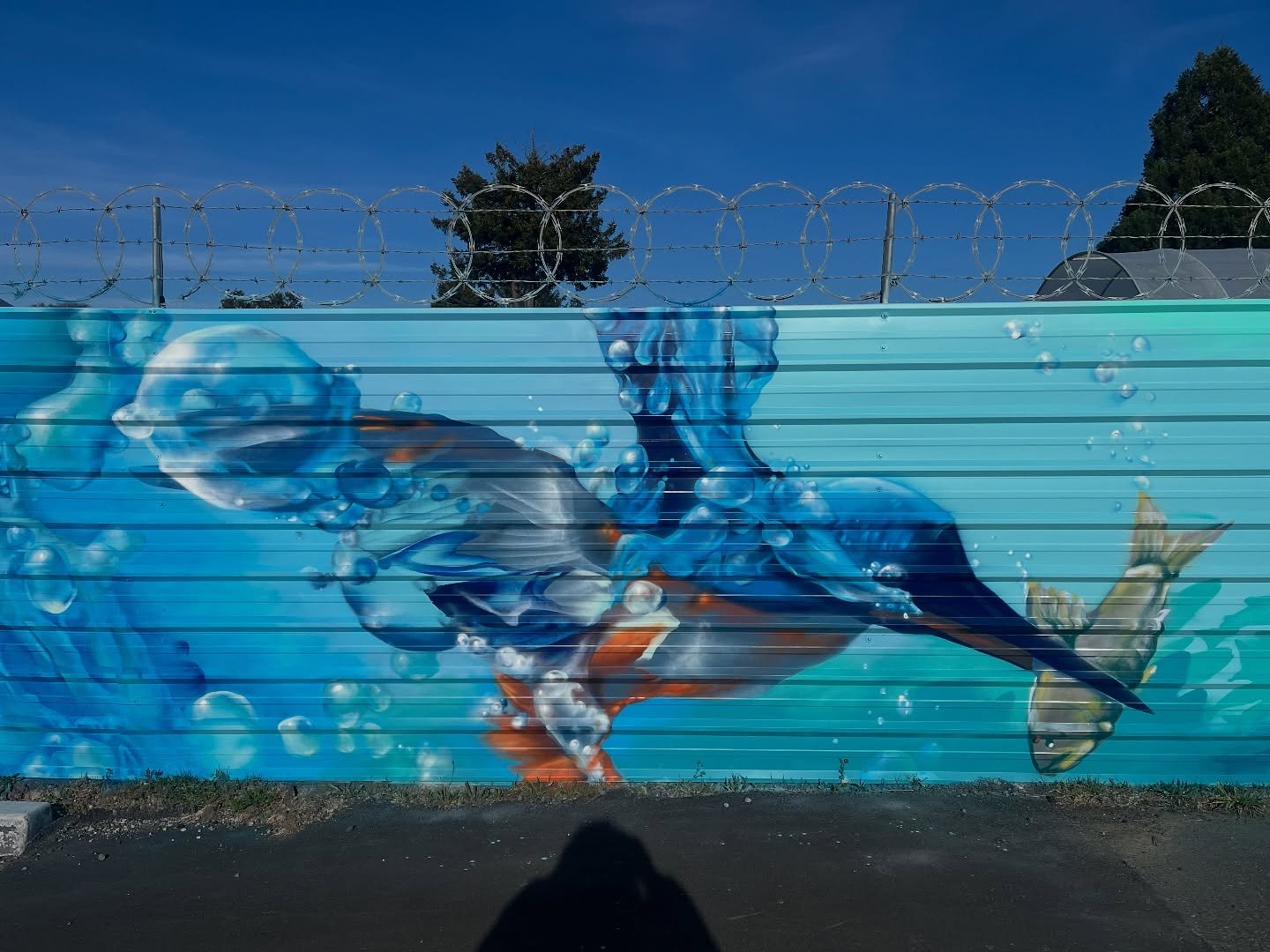 King Fisher fishin&rsquo; 💦 

Part of a project for a new park and rec area in Arcata. 

I would love to do something like this again&hellip;preferably not on corrugated however it&rsquo;s doable 😏

#missteal #kingfisherart #underwaterart #kingfish