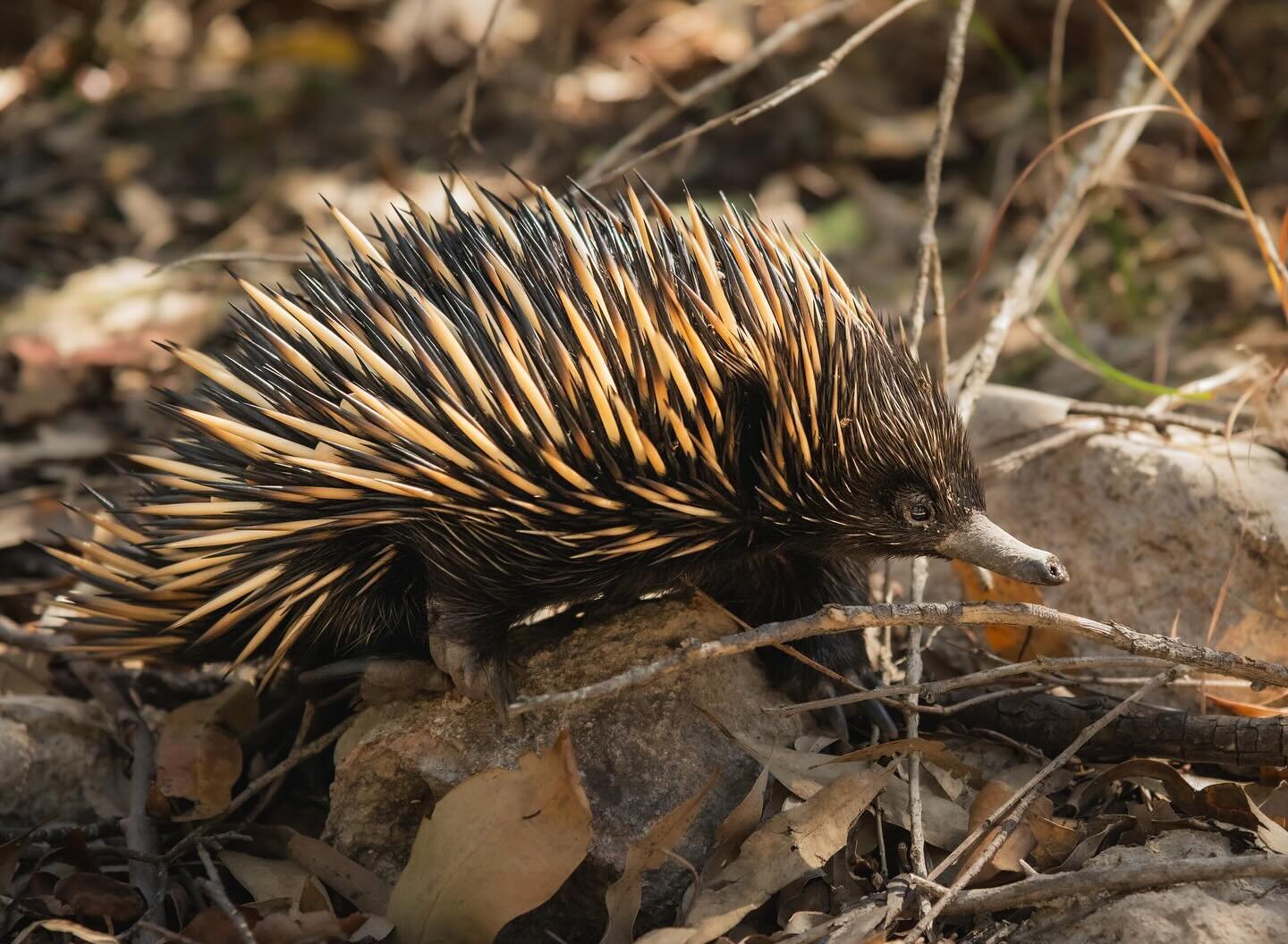 Finally have had time to sit down and go through all my recent wildlife photos 📸 🤎🖤 The closest living relative of the echidna is the platypus which is funny because they look nothing alike. And the coolest thing is these egg-laying mammals are fo
