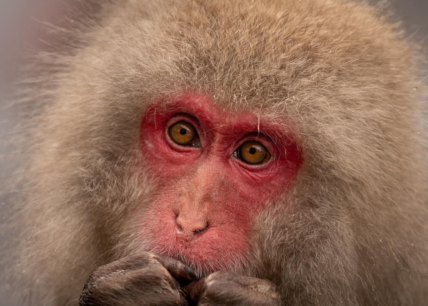 They say eyes are the window to the soul 👀 And this Japanese macaque proves just that 👁️🐵🇯🇵
.
.
.
.
#japan #travel #travelphotography #wanderlust #wildlife #wildlifephotography #monkey #snowmonkey #nature #naturephotography