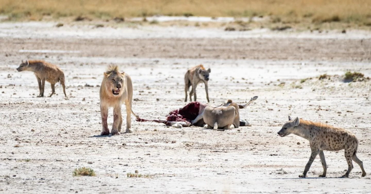 This was one of the cooler species interactions we saw on our trip. Three different species, all interconnected 🐾🌿 We watched for quite a while as this male lion defended his oryx kill from a clan of hyena. At one point there was even a jackal and 