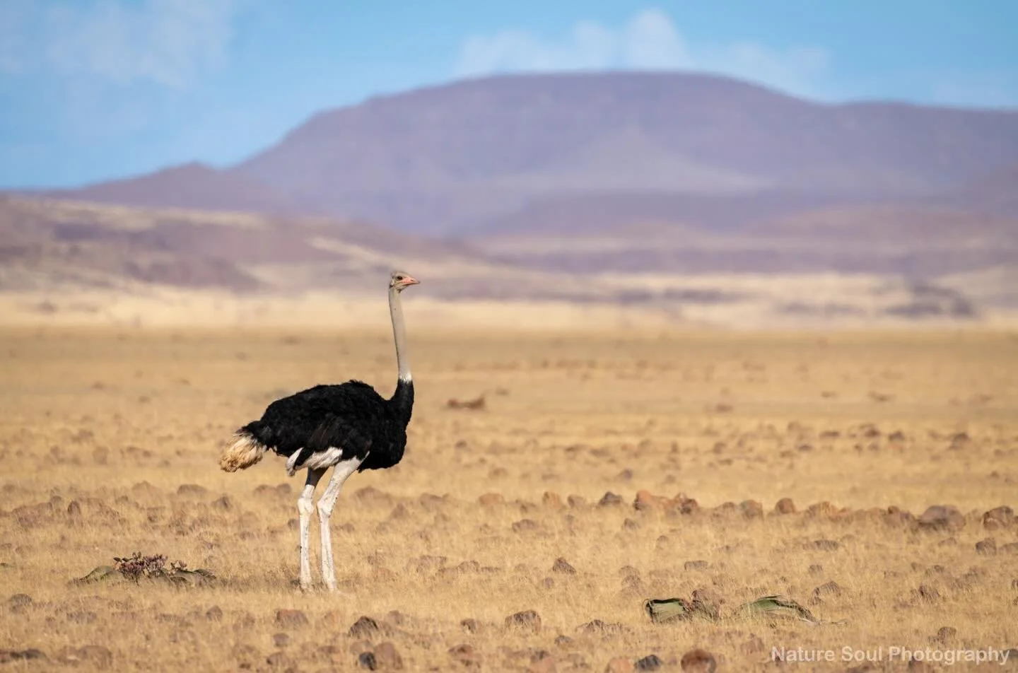 This is probably just one of thousands of photos I took while in Namibia late last year 🇳🇦 These last few months have been a whirlwind of personal projects, work and travel so I&rsquo;m only just now sitting down to sift through the backlog of phot