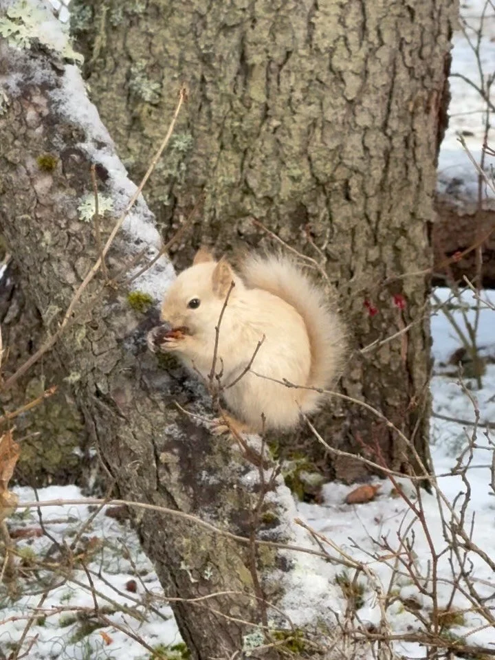 Never seen a Grey Squirrel with this colour variation before 🥹💗 Such a pretty colour ! Watched it for ages as it ran around and collected food 🌿 Of course I didn&rsquo;t have my wildlife lens with me (🙄), so captured some video instead ✨
.
.
.
.
