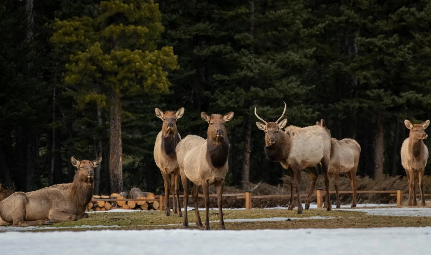 After many days of walking around the outskirts of Banff looking for them I finally got an opportunity to photograph some elk! 🦌🌿 They were bigger than I expected and certainly more vigilant too as you can see. I watched them from quite a far dista