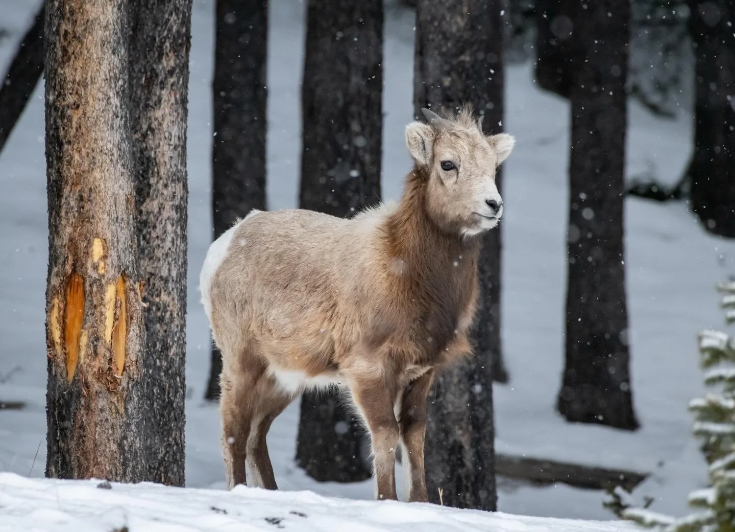 Yesterday&rsquo;s adventures led to a new species spotted&hellip; Bighorn sheep! 🐑🌿 This group had only females and juveniles so we didn&rsquo;t see any rams with the characteristic horns they are known by. I love how the falling snow was captured 