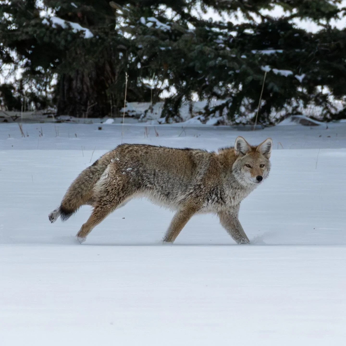 Had an amazing and unexpected wildlife encounter today! 🌲✨ I was on yet another walk looking for elk to photograph when this beautiful coyote and I crossed paths 😲 I don&rsquo;t know who was more surprised to see each other because we both got a fr