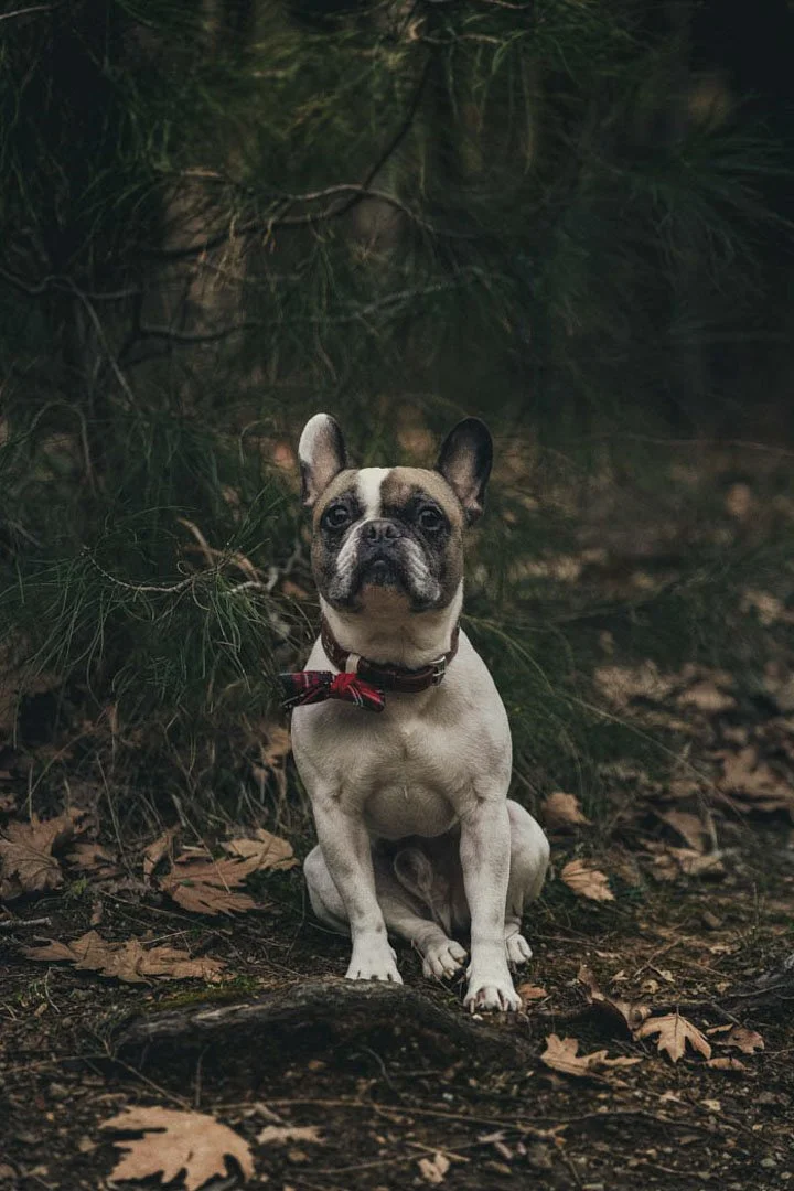 portreto-gamou-thessaloniki (4).jpg