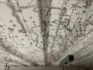 What is Black Mould?