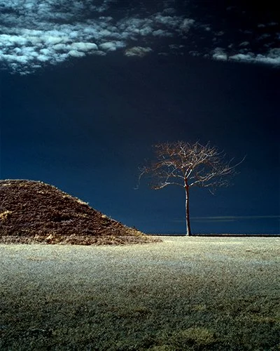 Solitude  Tree